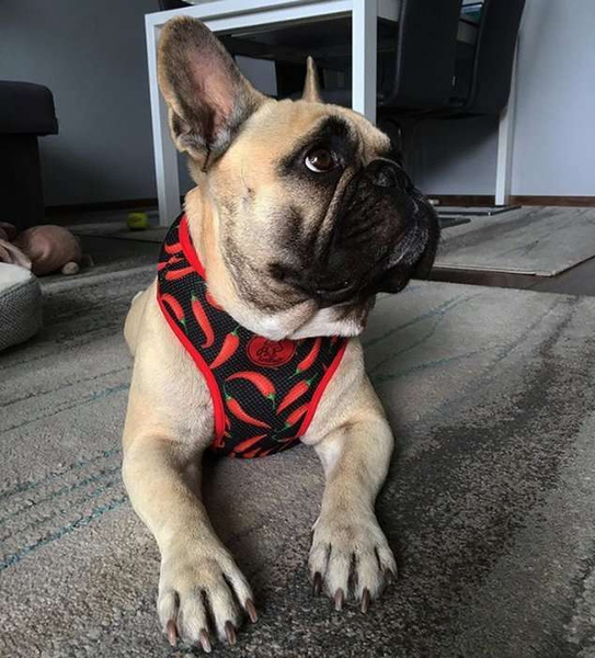 Dog Harness Red Hot Chili, Always Feeling Cool, Super Soft Psiakrew