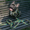 Dog Leash Guacamole Time Psiakrew width 2.5 cm, 1"  wide, snap hook black 6cm