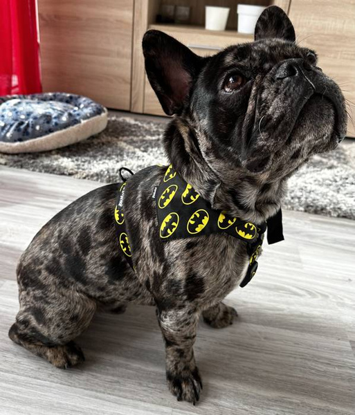 Dog Bandana Batdog Psiakrew handkerchief style to tie around your pet’s neck
