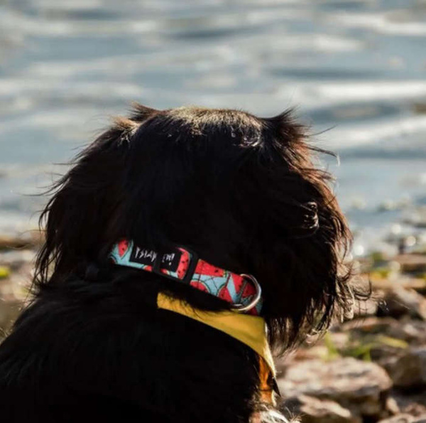 Dog Collar Psiakrew Watermelon 2.5 cm 1" wide, black extras