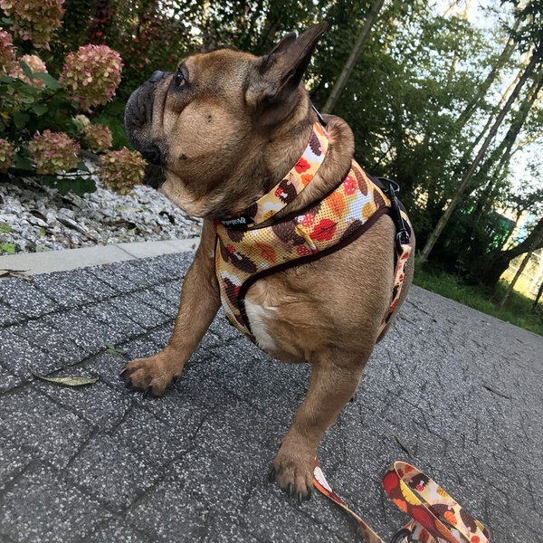 Dog Harness Hedgehog Dreamer, Always Feeling Cool, Super Soft Psiakrew