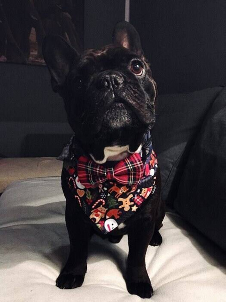 Premium Dog Bandana Winter is coming handkerchief style to tie around your pet’s neck