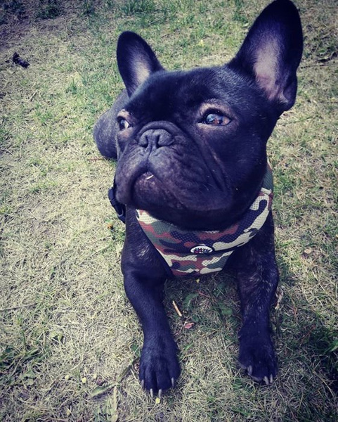 Dog Harness, Camo, Always Feeling Cool, Super Soft Psiakrew