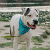 Premium Dog Bandana Sharks handkerchief style to tie around your pet’s neck