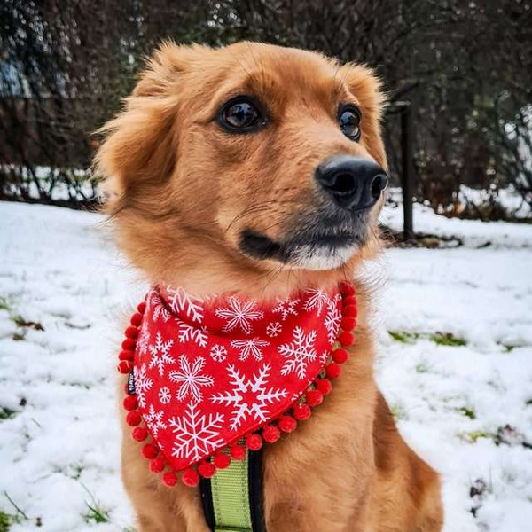 Bandamka świąteczna dla psa, wiązana chusteczka, czerwona w gwiazdki bandana apaszka Snow