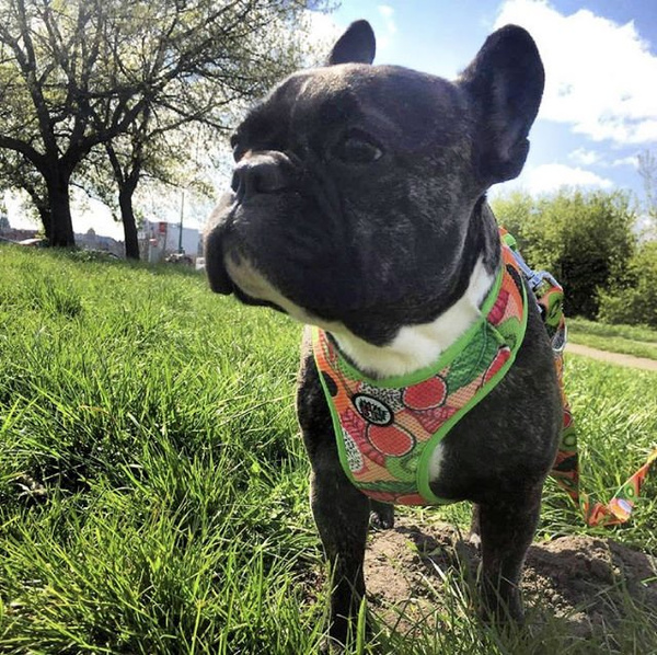 Dog Harness Tutti Frutti, Always Feeling Cool, Super Soft Psiakrew, fruity pattern