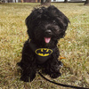 Dog Harness Bat Dog Black, Always Feeling Cool, Super Soft Psiakrew