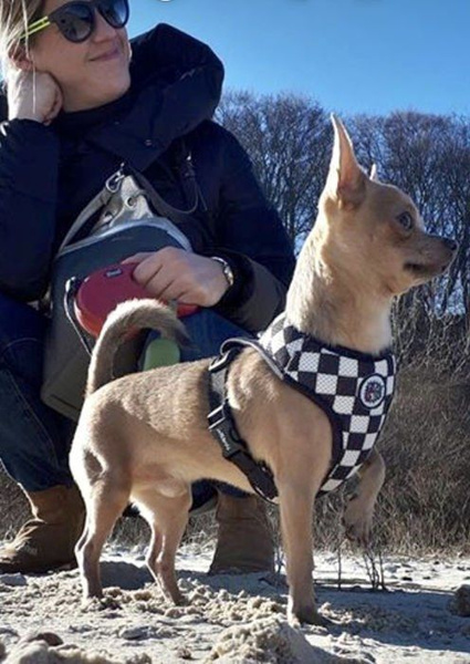 Dog Harness, Always Feeling Cool, Super Soft Psiakrew Checker