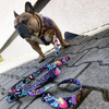 Dog Leash Crazy Leopard width 2.5 cm, 1" wide, snap hook black 8cm