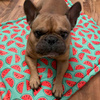 Premium Mat Plaid Blanket for the dog, Watermelon Psiakrew Design 