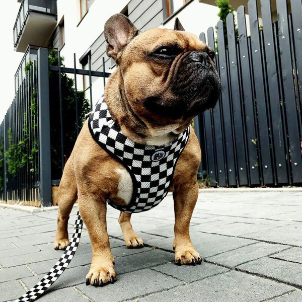 Dog Harness, Always Feeling Cool, Super Soft Psiakrew Checker