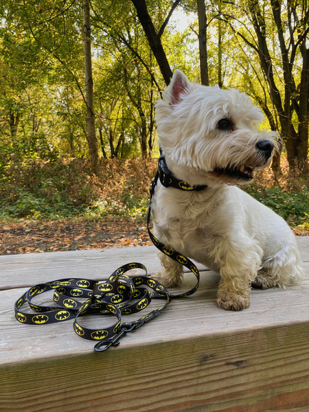 Dog Collar Psiakrew Bat Dog 2.5 cm, 1" wide, black extras