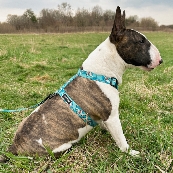 Harness for Dog Shark, Guard Harness, for medium and big dogs, black extras