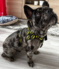 Dog Bandana Batdog Psiakrew handkerchief style to tie around your pet’s neck
