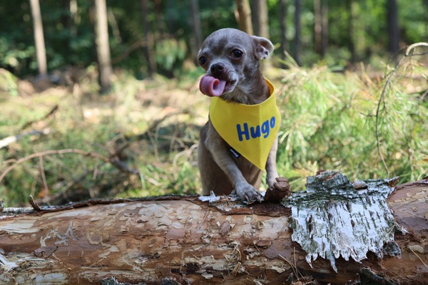Bandana with the name of the Dog Psiakrew, personalized tied handkerchief, yellow bandana scarf