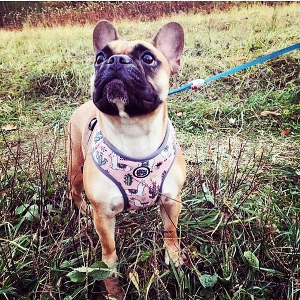 Dog Harness, Always Feeling Cool, Super Soft Psiakrew Lama