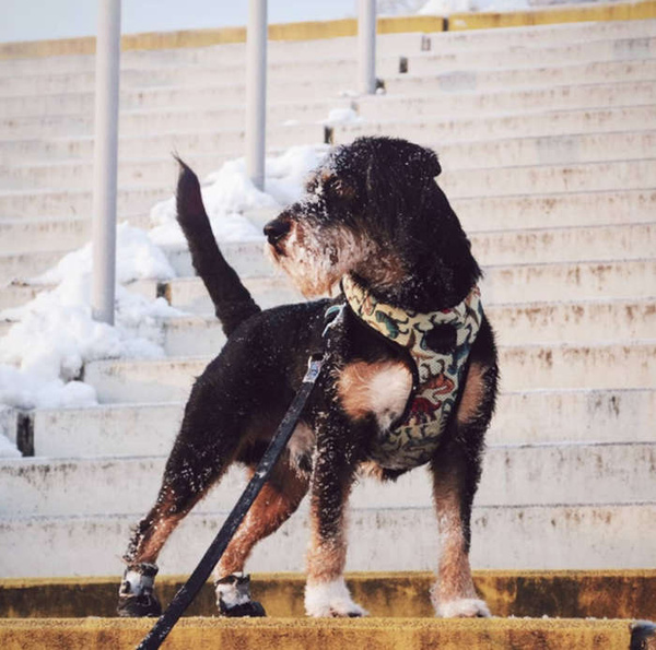 Dog Harness Jurassic Bark, Always Feeling Cool, Super Soft Psiakrew
