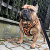 Dog Harness Tiger, Animal print, Always Feeling Cool, Super Soft Psiakrew 