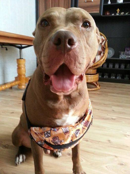 Fanny Pack Hip Bag French Bulldog le gavroche, Bum Bag Psiakrew, frenchie dog print