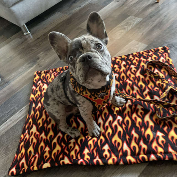 Dog Harness, Always Feeling Cool, Super Soft Psiakrew Dog On Fire