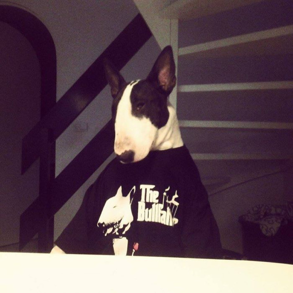 T-shirt Bull Terrier Bull Father Psiakrew