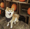 Dog Bandana Halloween handkerchief style to tie around your pet’s neck