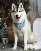 Premium Dog Bandana Santa b-boy handkerchief style to tie around your pet’s neck
