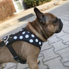 Druckfreie Hundegeschirre Flamenco  - Psiakrew