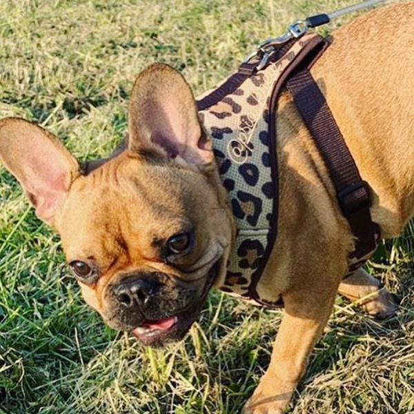 Dog Harness, Tarzan panthera pattern, Always Feeling Cool, Super Soft Psiakrew