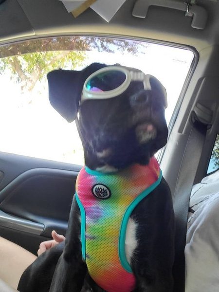 Dog Harness Tie-Dye, colorful print, Always Feeling Cool, Super Soft Psiakrew