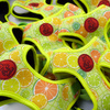 Dog Harness Lemonade Psiakrew, Always Feeling Cool, Super Soft