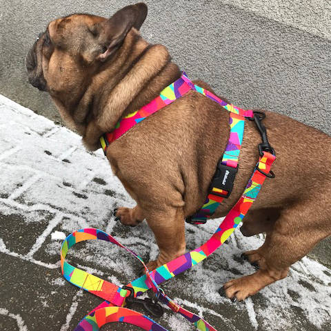 Kleines Hundeschutzgeschirr Kaleidoskop für kleinere Hunde, 2 cm Band, schwarze Beschläge