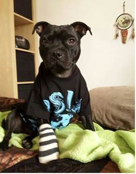 Psiakrew-T-Shirt für Herren Man's Best Friend Staffordshire Bull Terrier