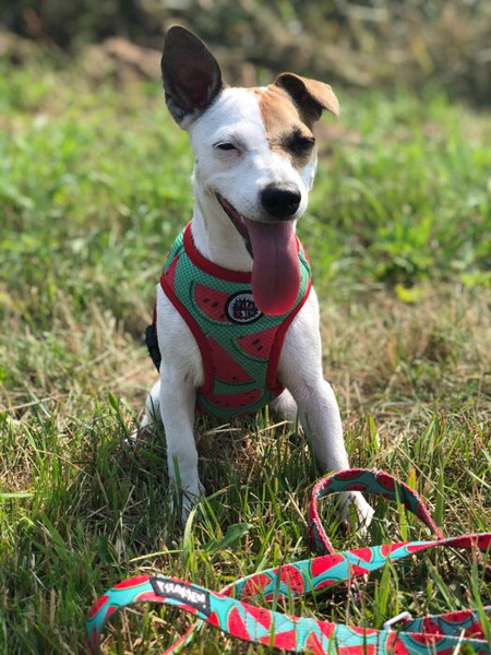 Dog Harness, Always Feeling Cool, Super Soft Psiakrew Watermelon