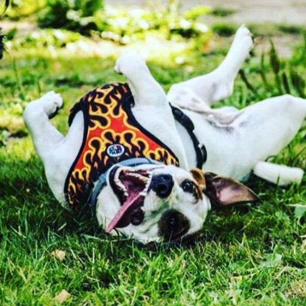 Szelki dla Psa Płomienie, Oddychające Bezuciskowe Wygodne Ultramiękkie Psiakrew Dog On Fire