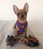 Dog Harness Super Dog, colorful print, Always Feeling Cool, Super Soft Psiakrew