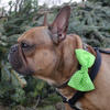 Dog Bow Tie Fanta