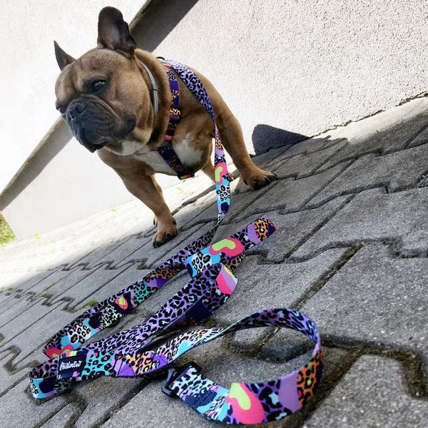 Dog Leash Crazy Leopard width 2.5 cm, 1" wide, snap hook black 8cm