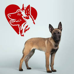 Malinois Love Dog wall decal Psiakrew