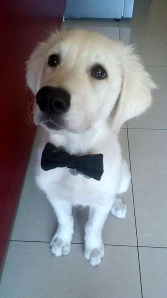 Dog Bow Tie Agent