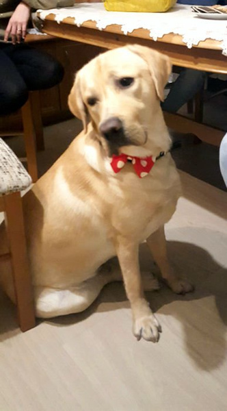 Dog Bow Tie, gift for dog, Pet Bow Tie, Bowtie, Collar Attachment, model Toadstool