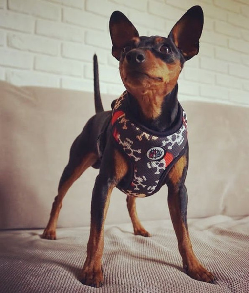 Dog Harness, Always Feeling Cool, Super Soft Psiakrew Pirates