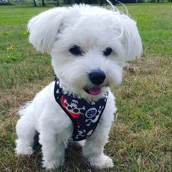 Dog Harness, Always Feeling Cool, Super Soft Psiakrew Pirates