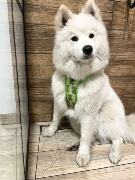 Dog Harness Green Frogs, Always Feeling Cool, Super Soft Psiakrew