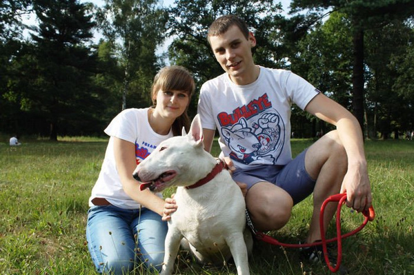 T-shirt Psiakrew Bulleye Bull Terrier Dog Psiakrew