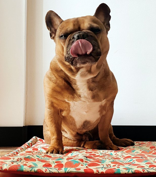 Waterproof Mat for the dog, puppy, cat, Fruit Jelly, Psiakrew Design