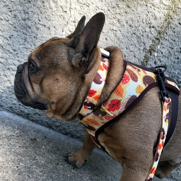 Dog Harness Hedgehog Dreamer, Always Feeling Cool, Super Soft Psiakrew