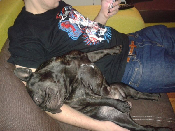 Koszulka męska Pies Bulldog Francuski Dandy Psiakrew