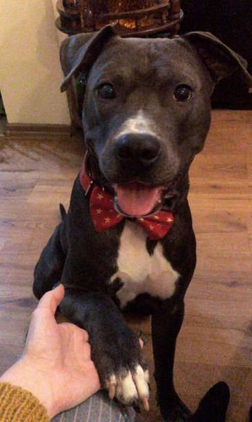 Christmas Dog Bow Tie Goldi, Pet Bow Tie, Bowtie, Collar Attachment