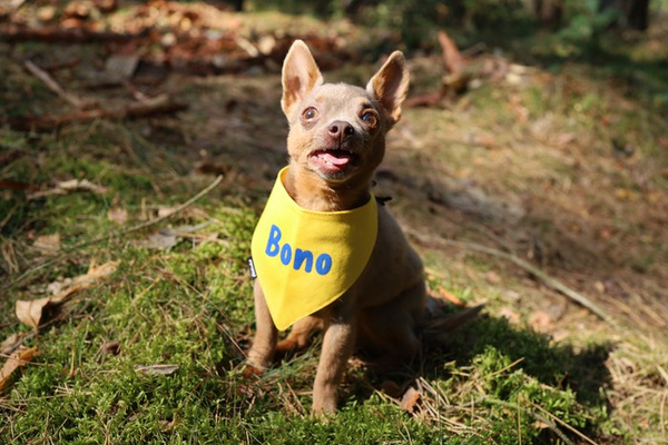 Psiakrew Bandana mit dem Namen des Hundes